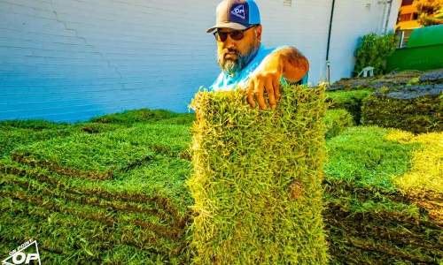 Man holding a fresh roll of St. Augustine Raleigh sod at a sod installation site