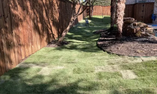 Freshly installed Zoysia Zeon sod in a backyard with a wooden fence and trees in Dallas-Fort Worth.